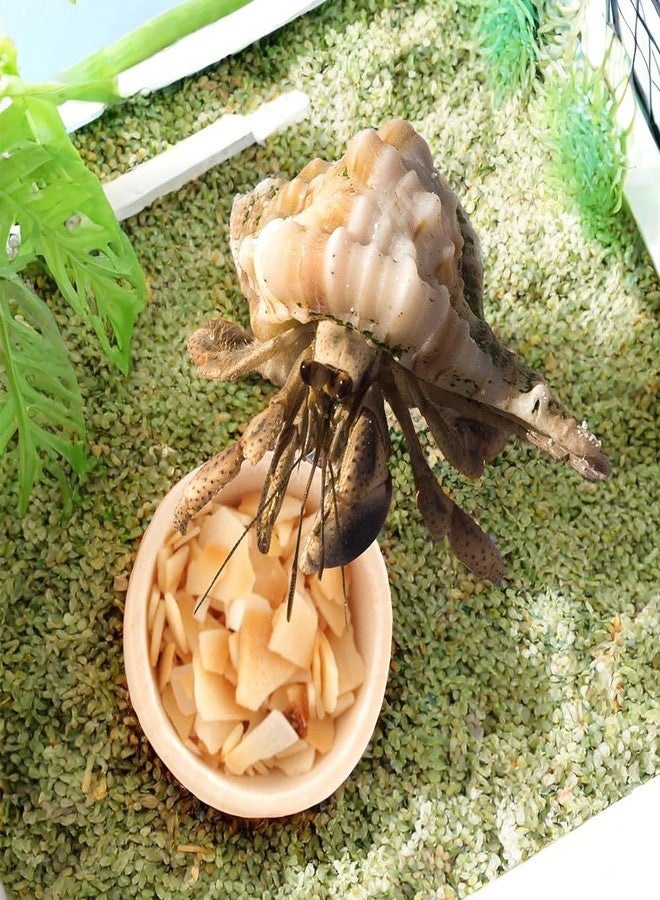 DQITJ 6 Pcs Hermit Crab Food Bowl Small Wooden Feeding Dish for Hermit Crab Snail Millipede Insect - Image 3